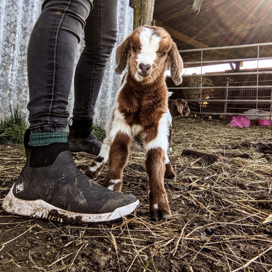 Muckboot Frostgraue Outscape-Kurzstiefel Für Damen
